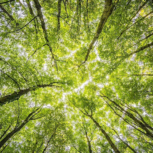 pexels-felix-mittermeier-957024.600x600.jpg